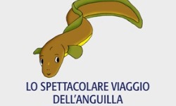 DM per la pesca dell’Anguilla europea (Anguilla anguilla)